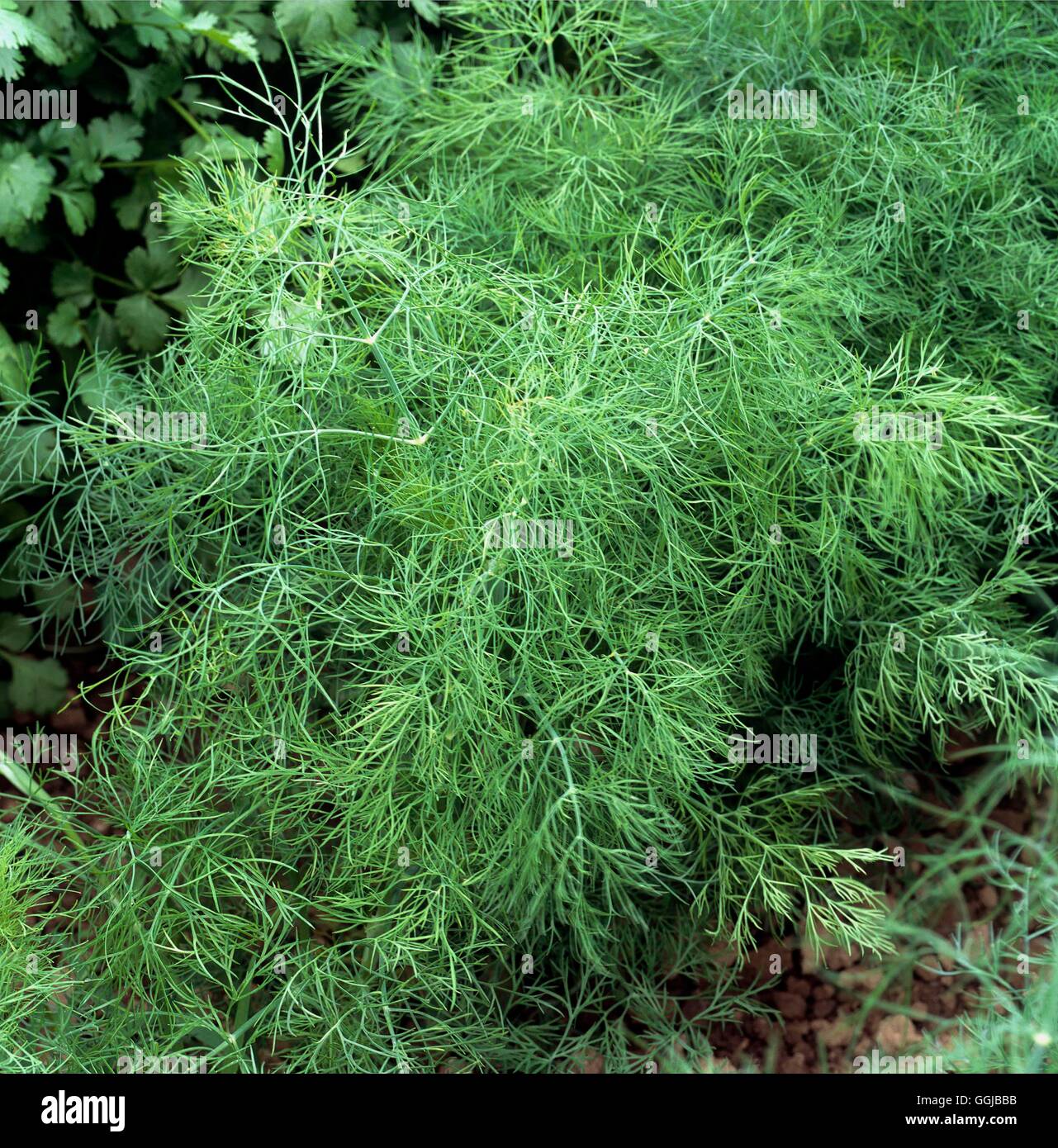 Dill - (Anethum graveolens)   HER104344 Stock Photo