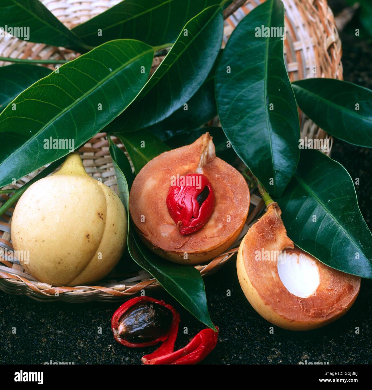 Nutmeg showing fruit red aril layer (Mace) and nut (Myristica