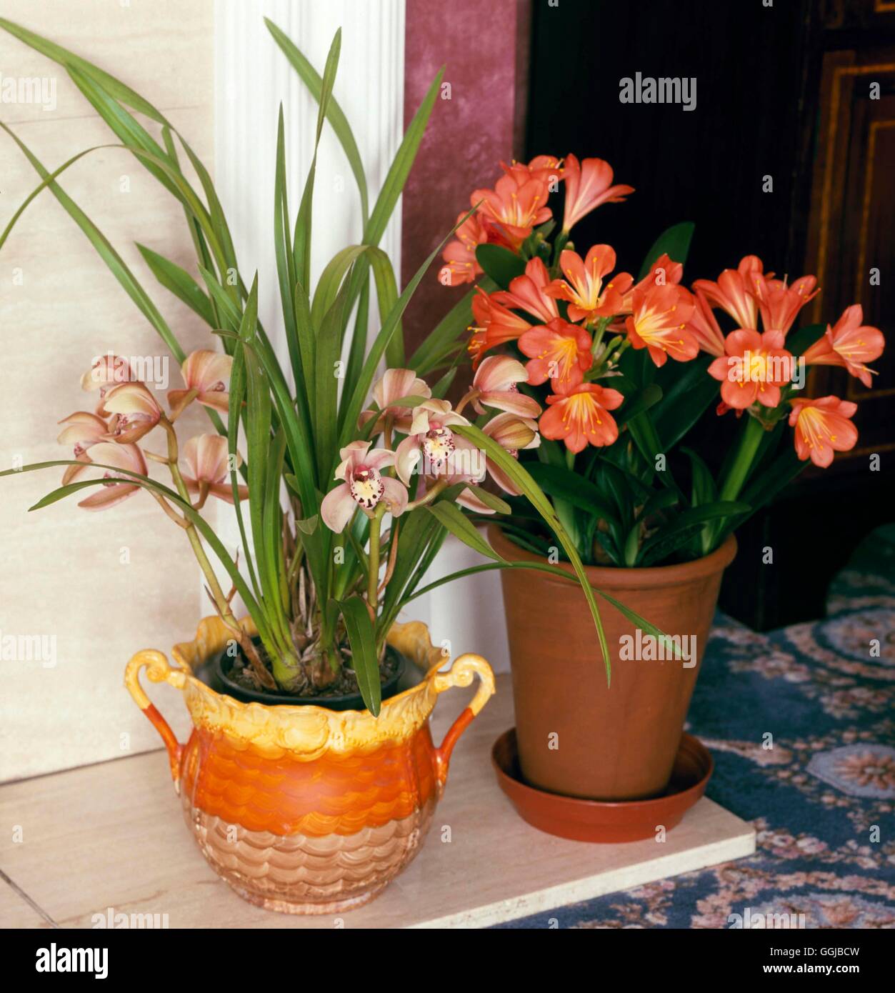 Houseplants in Situ - Fireplace - Cymbidium 'Meridone' with Clivia miniata (RHS)   HIS100752     Pho Stock Photo