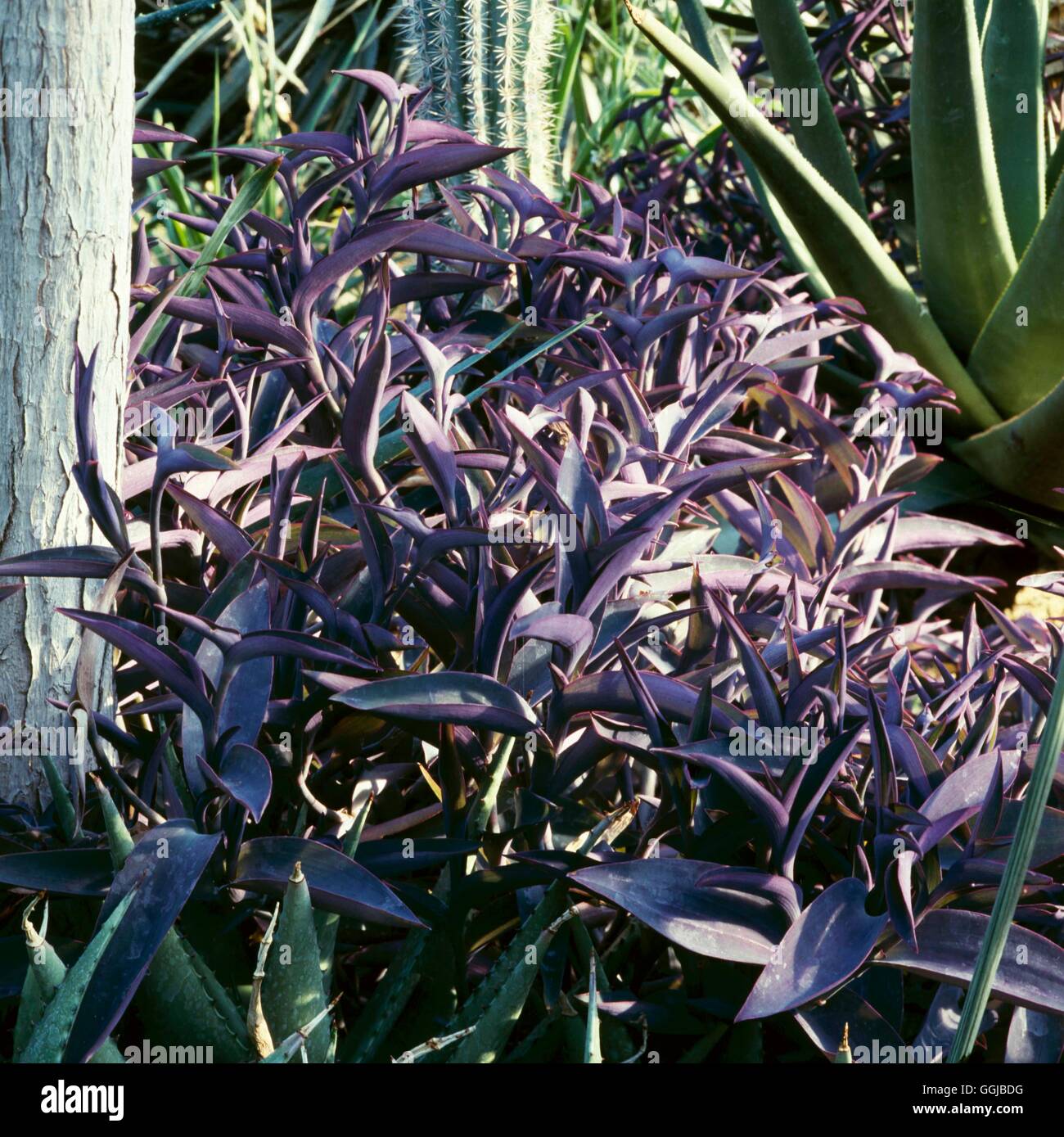 Tradescantia pallida AGM - (Syn Setcreasea purpurea)   HPS002694 Stock Photo