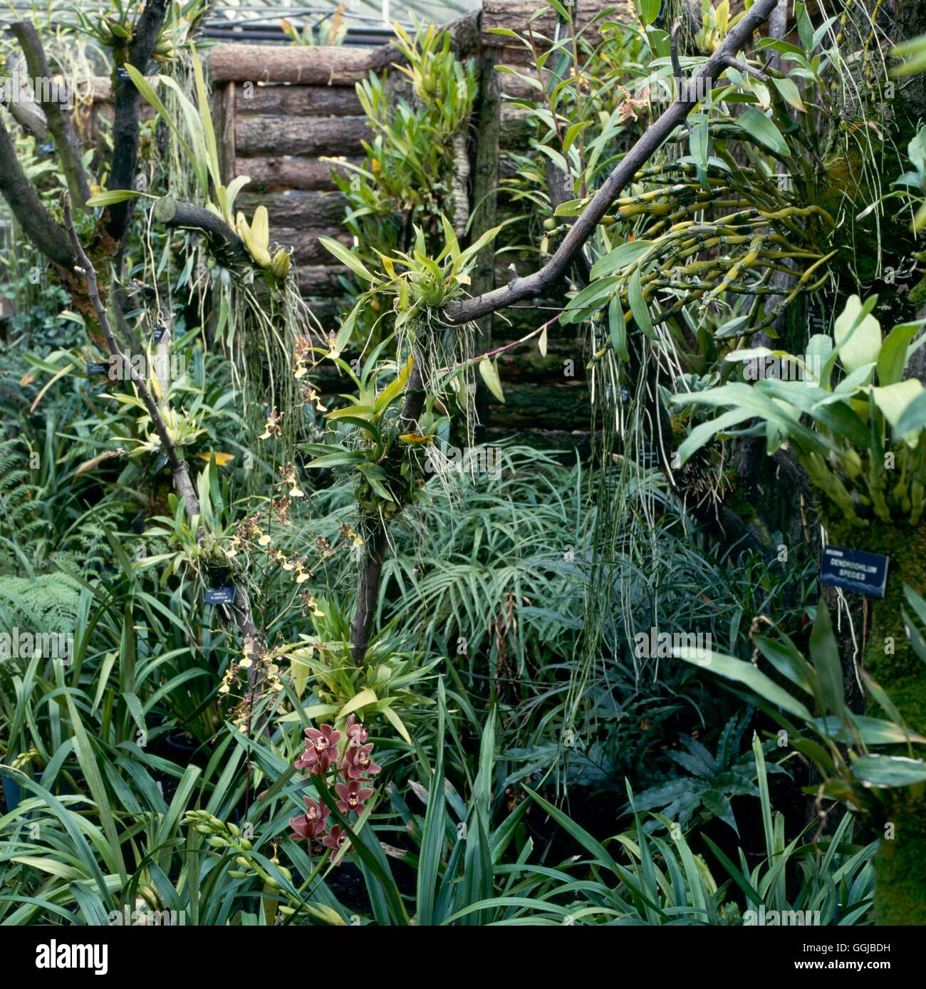 Bromeliad - house at Wisley RHS Garden   HPS004976 Stock Photo