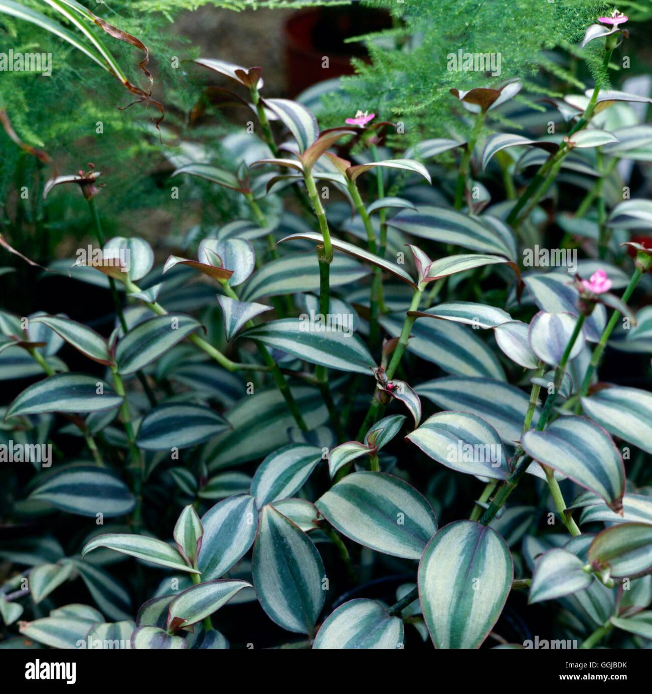 Tradescantia zebrina - (Syn Zebrina pendula) Silvery Inch Plant HPS006523  Stock Photo - Alamy