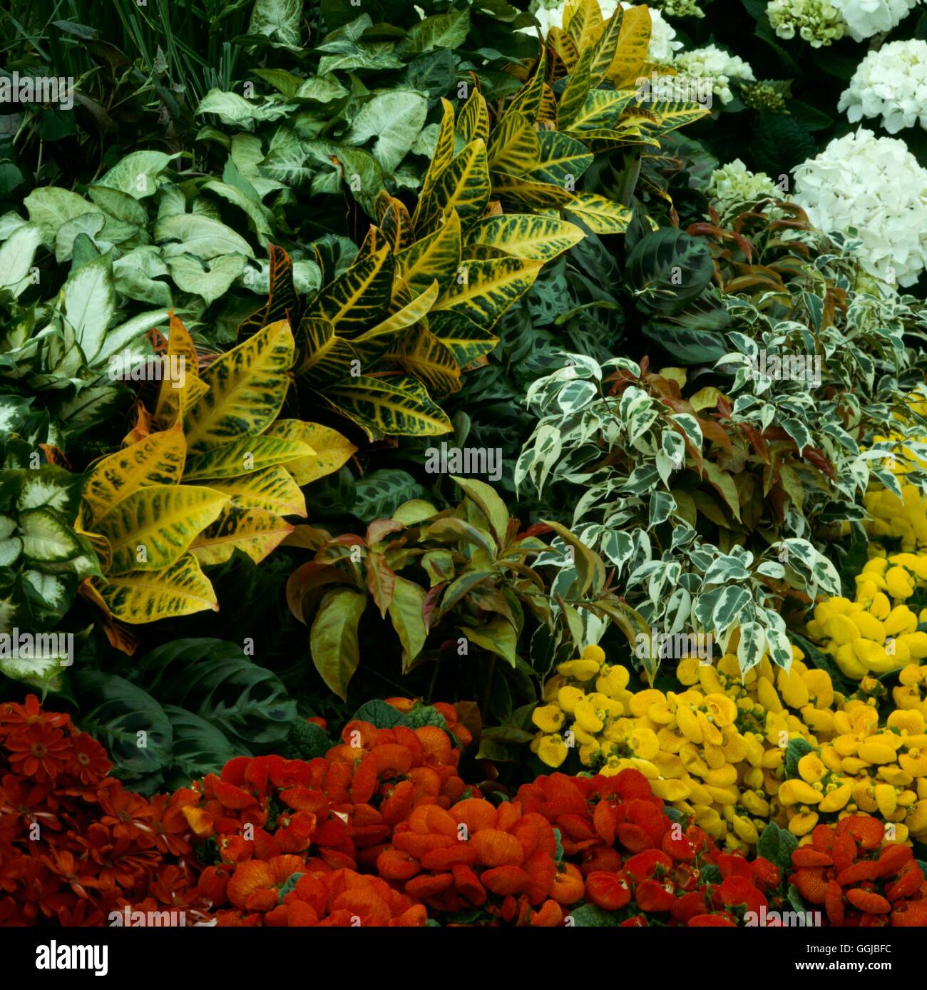 Houseplants - Mixed   HPS016750 Stock Photo