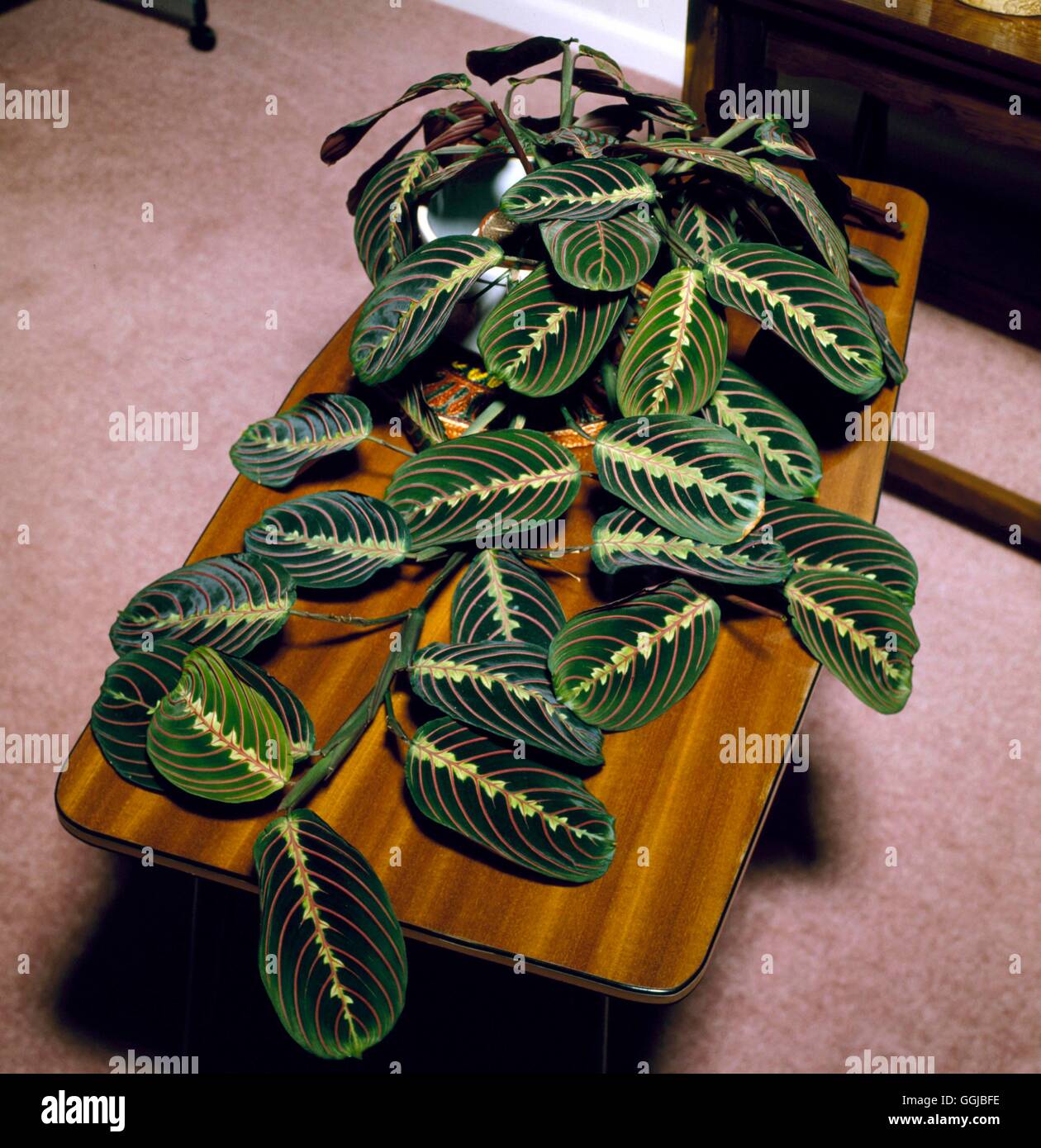 Maranta leuconeura- 'Erythroneura'- - (Syn M. 'Tricolor')   HPS017618  /Photo Stock Photo
