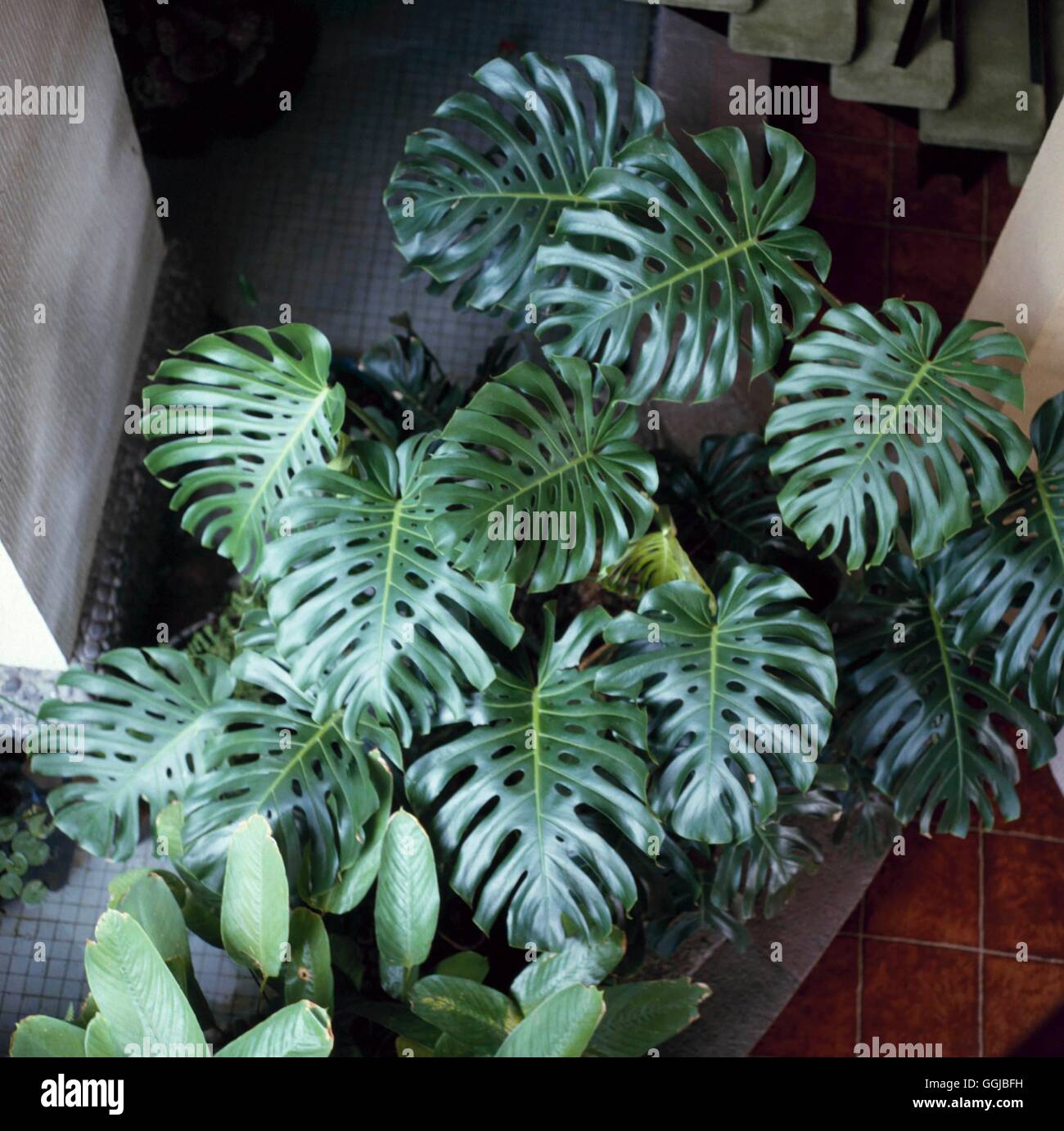 Monstera deliciosa Swiss Cheese Plant HPS018833 Stock Photo Alamy