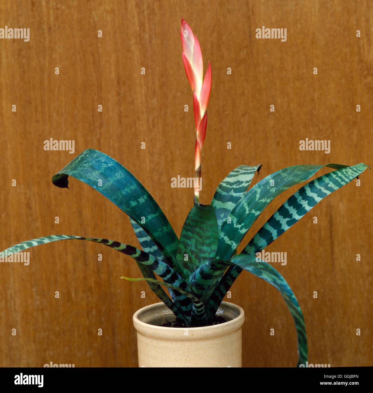 Vriesea splendens - Flaming Sword   HPS020752 Stock Photo