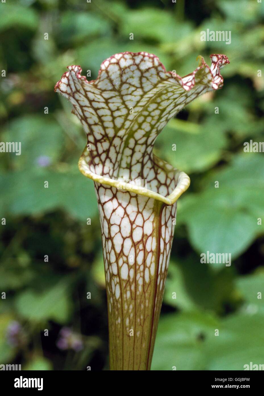 Carnivorous Plants - Sarracenia leucophylla AGM   HPS021789 Stock Photo