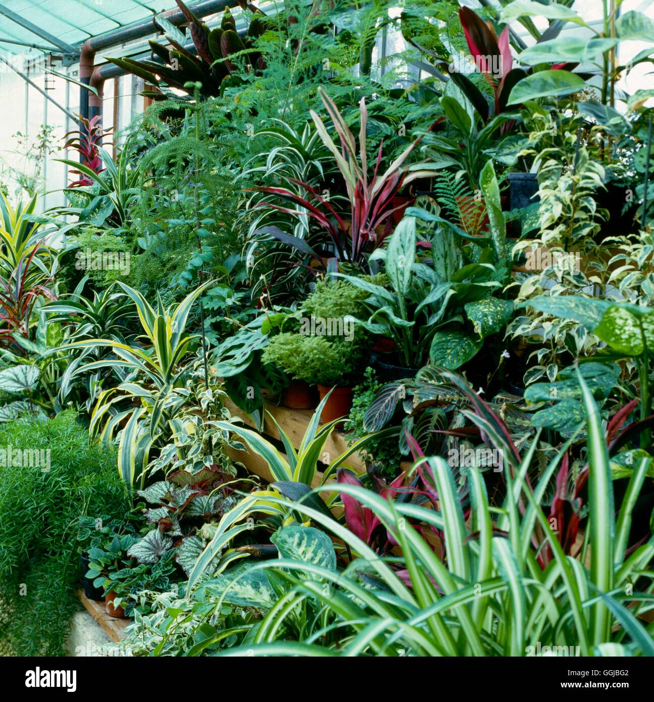 Houseplants - Mixed - in the glasshouse at Pershore College  Worcestershire   HPS025214     Photos H Stock Photo