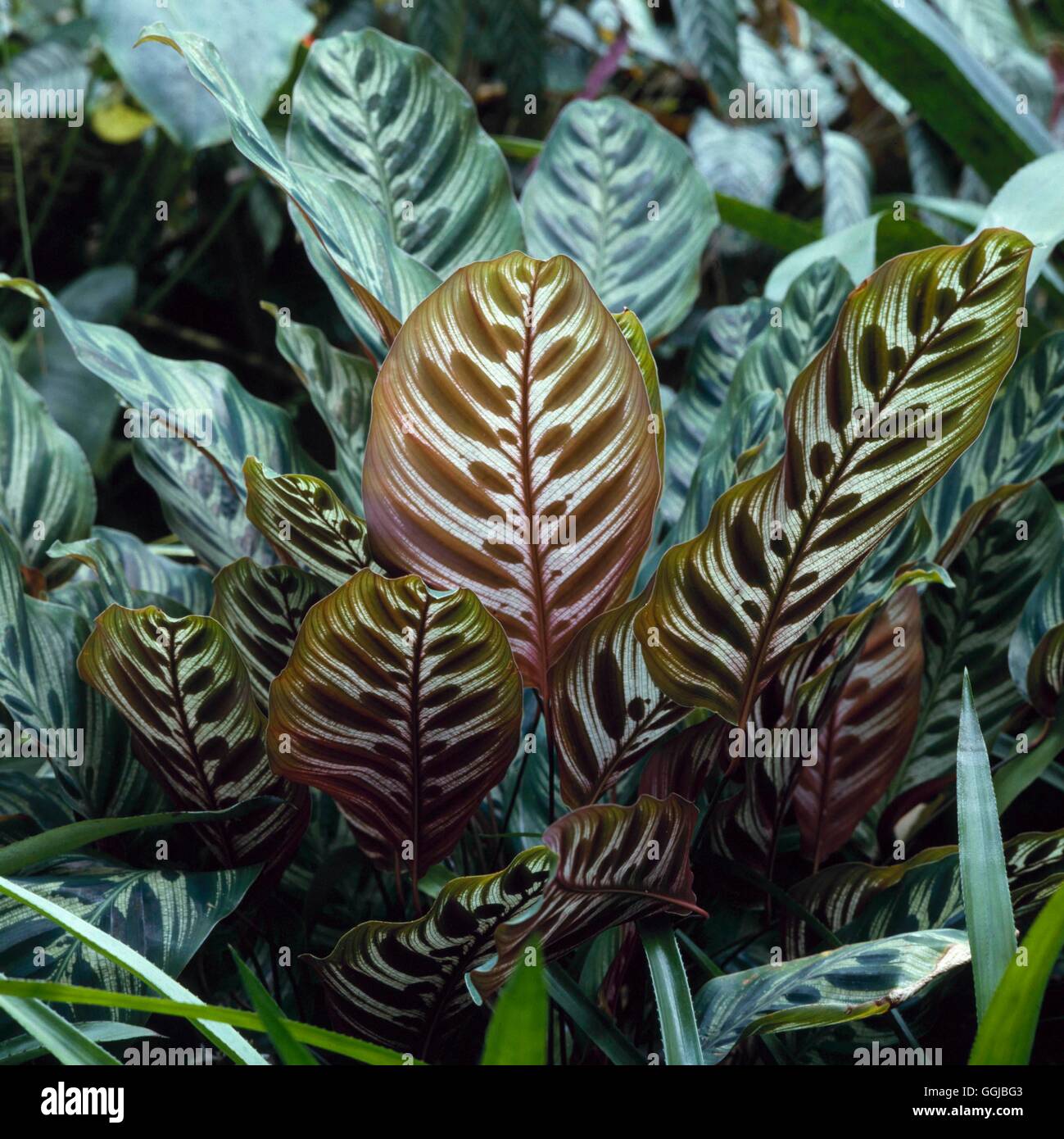 Calathea makoyana hi-res stock photography and images - Alamy