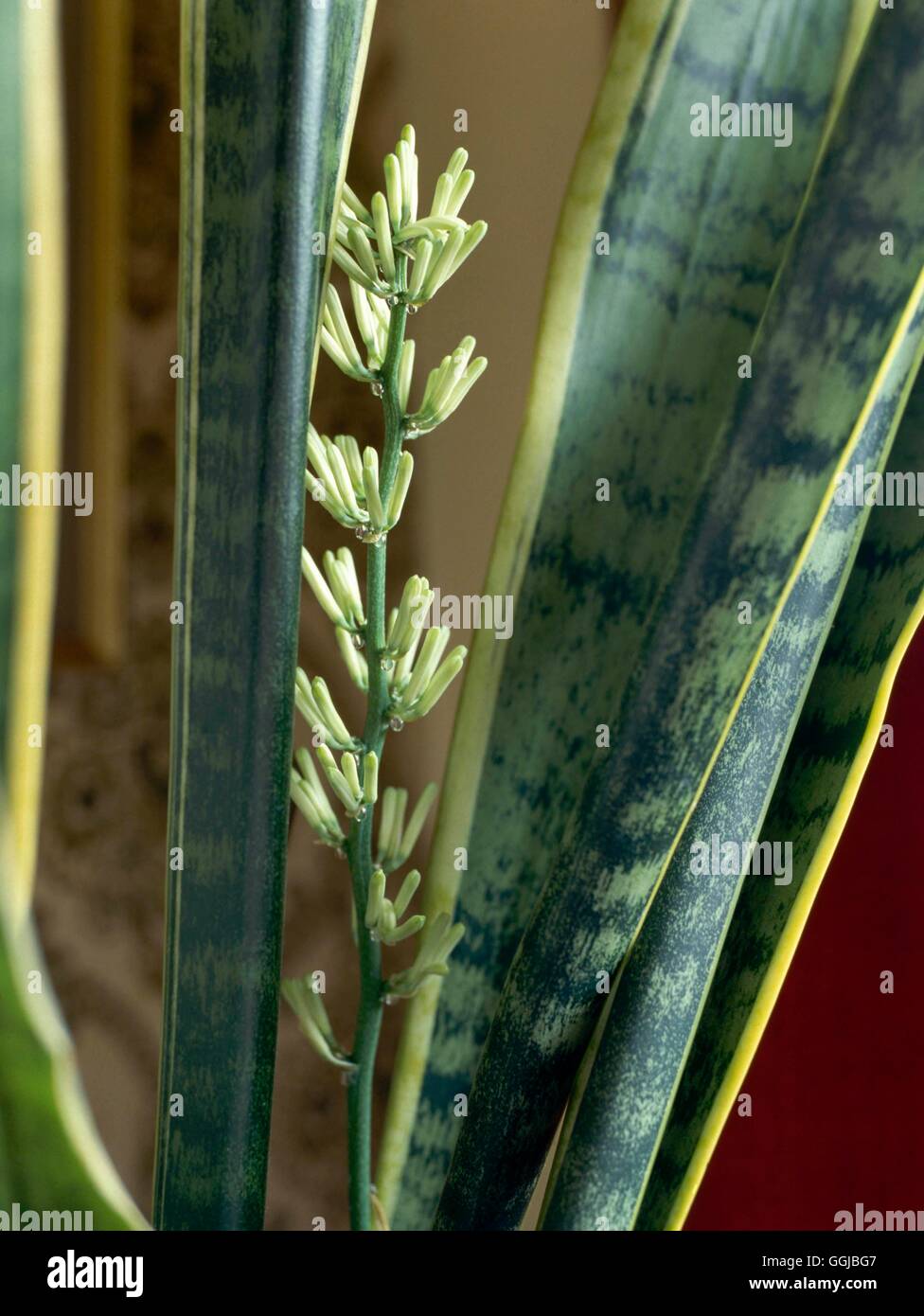 Sansevieria trifasciata - laurentii (showing flower) Mother-in-law's Tongue   HPS026843     Photos H Stock Photo