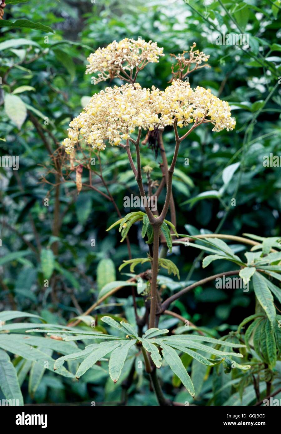 Begonia luxurians - Palm-leaf begonia   HPS028182 Stock Photo