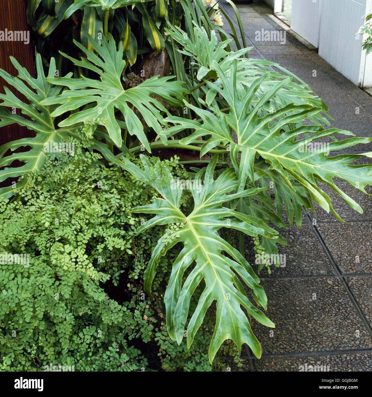Philodendron bipinnatifidum - (Syn P. selloum)   HPS032008 Stock Photo