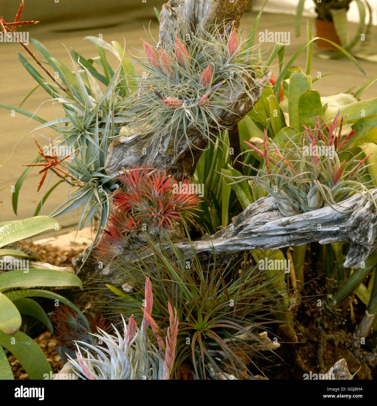 Bromeliads with Air Plants growing on a tree HPS036545 Stock Photo