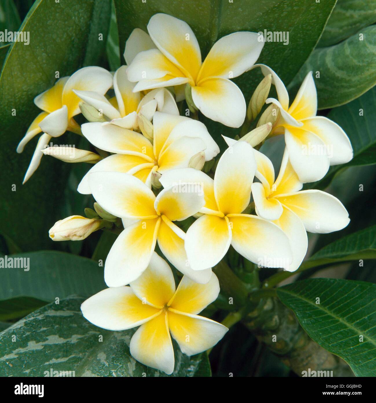 Frangi pani hires stock photography and images Alamy