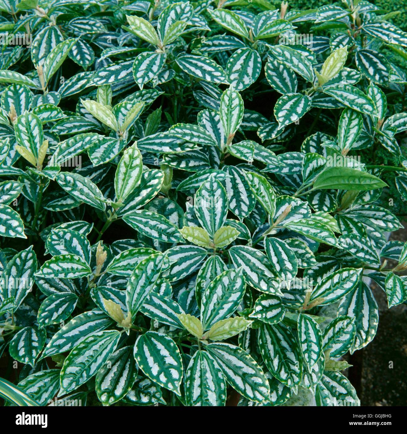 Pilea cadierei - Aluminium Plant   HPS040086 Stock Photo