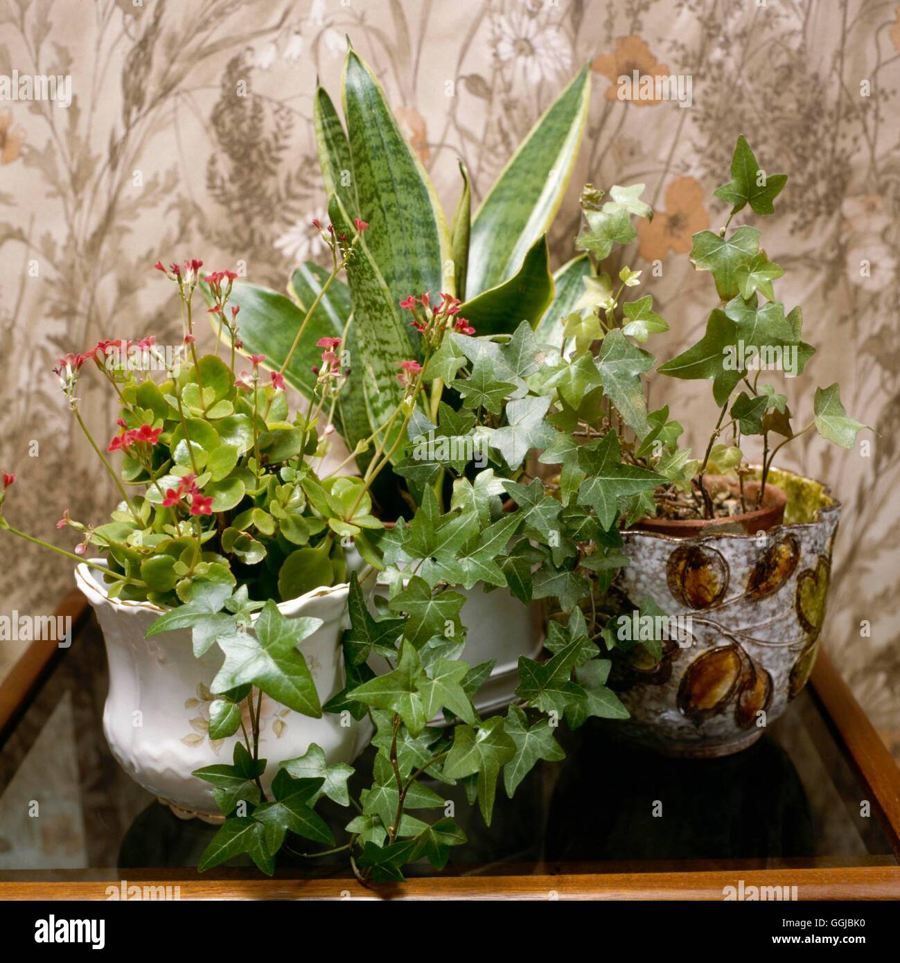 Houseplants - mixed - Kalanchoe Sansevieria and Hedera. HPS049247 /Photos  Stock Photo - Alamy