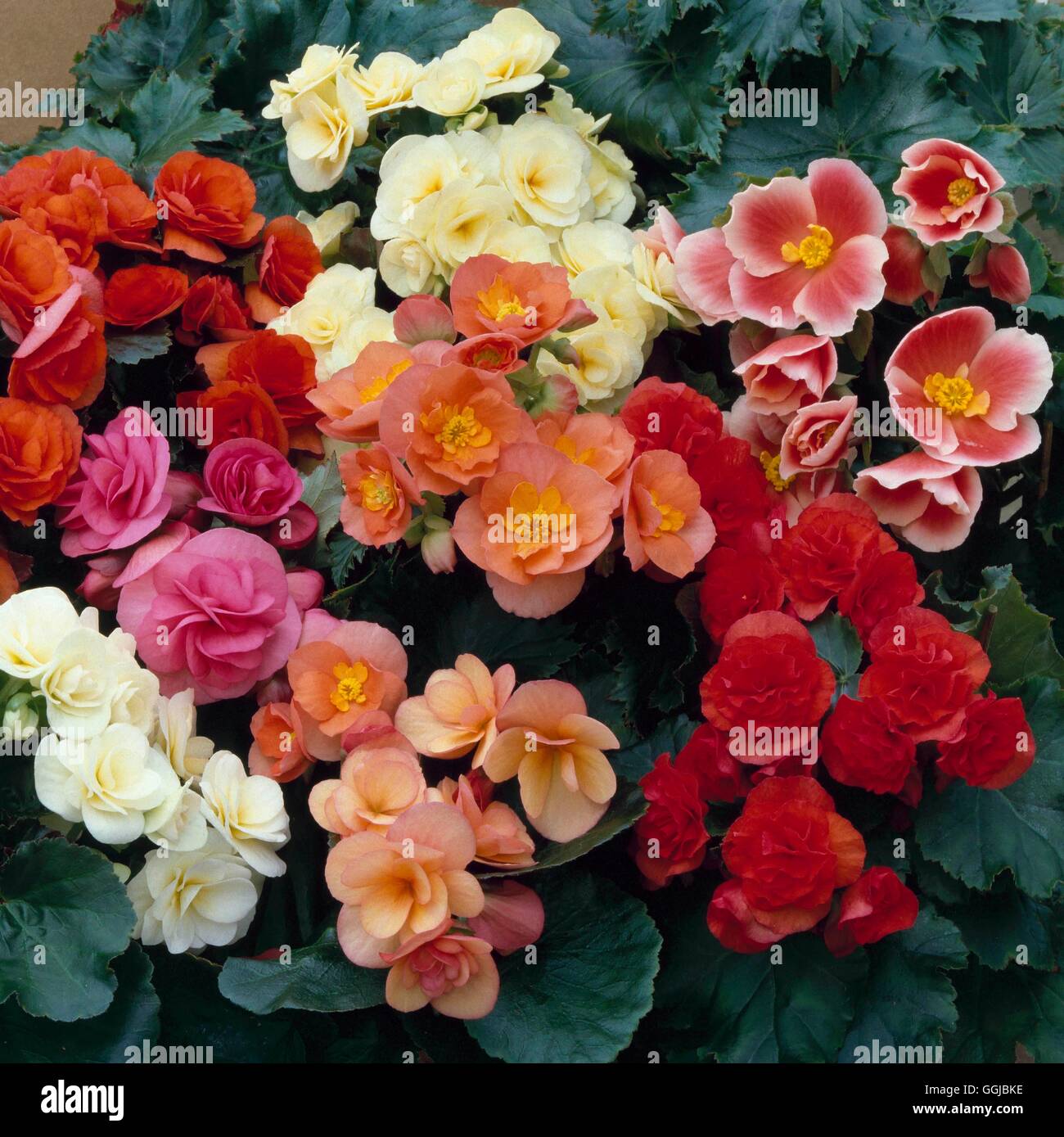 Begonia - Reiger hybrids mixed   HPS051978 Stock Photo