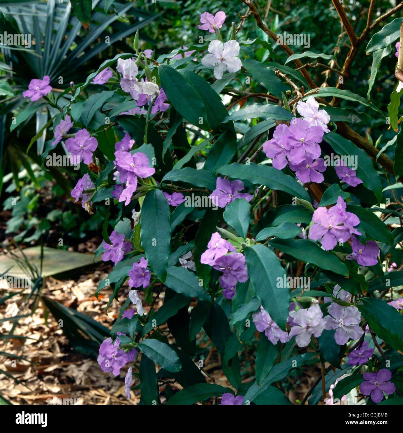 Brunfelsia pauciflora AGM - (Syn B. calycina)   HPS053220 Stock Photo