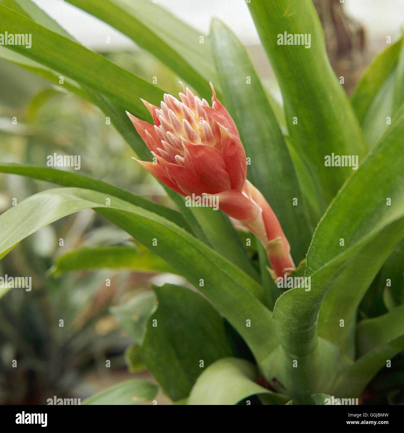 Billbergia pyramidalis concolor hires stock photography and images Alamy
