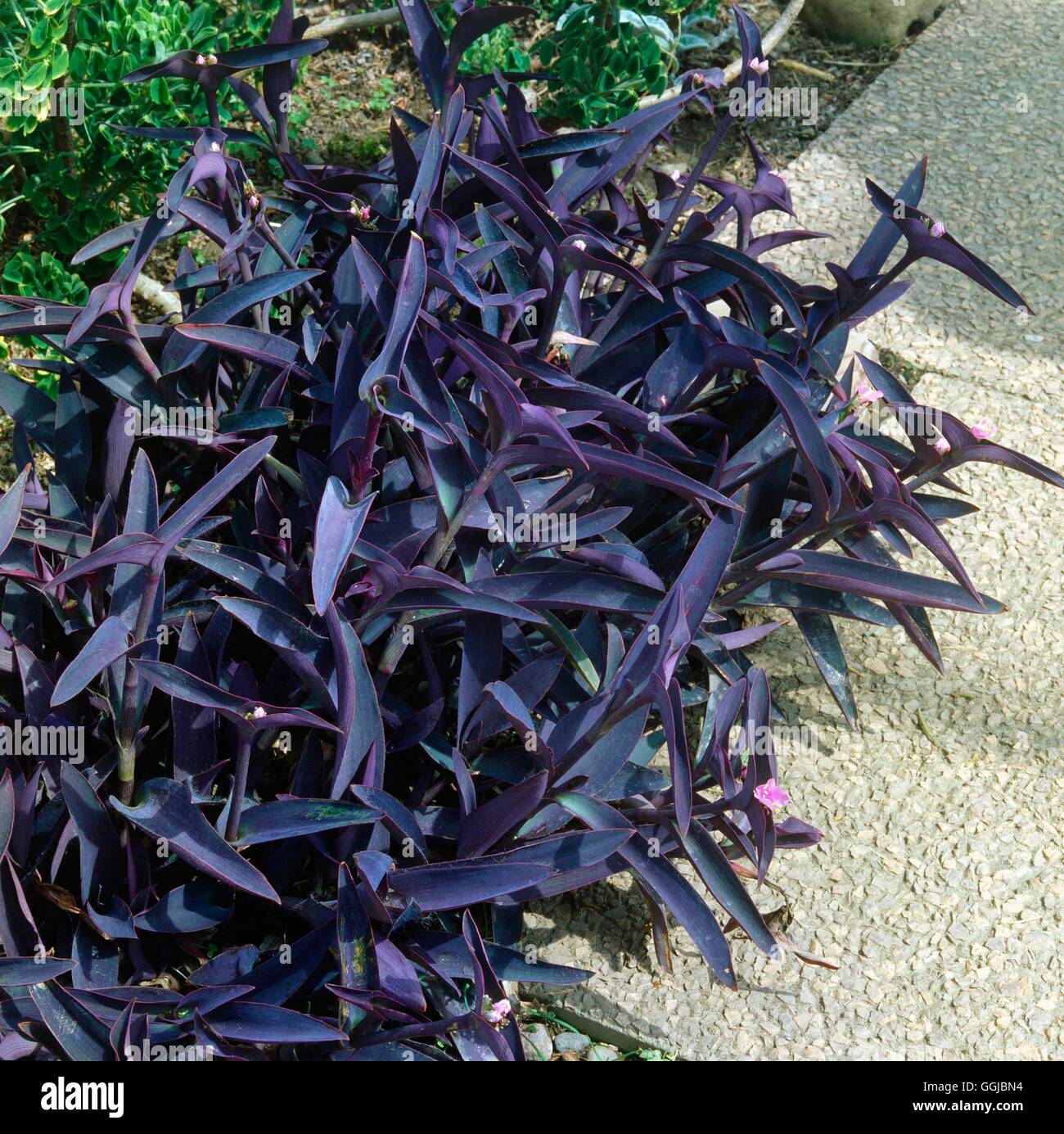 Tradescantia pallida - (Syn Setcreasea purpurea) HPS054002 Stock Photo