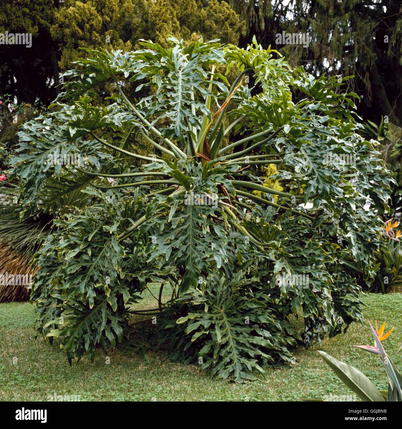 anise plant uses ANISE main image 0