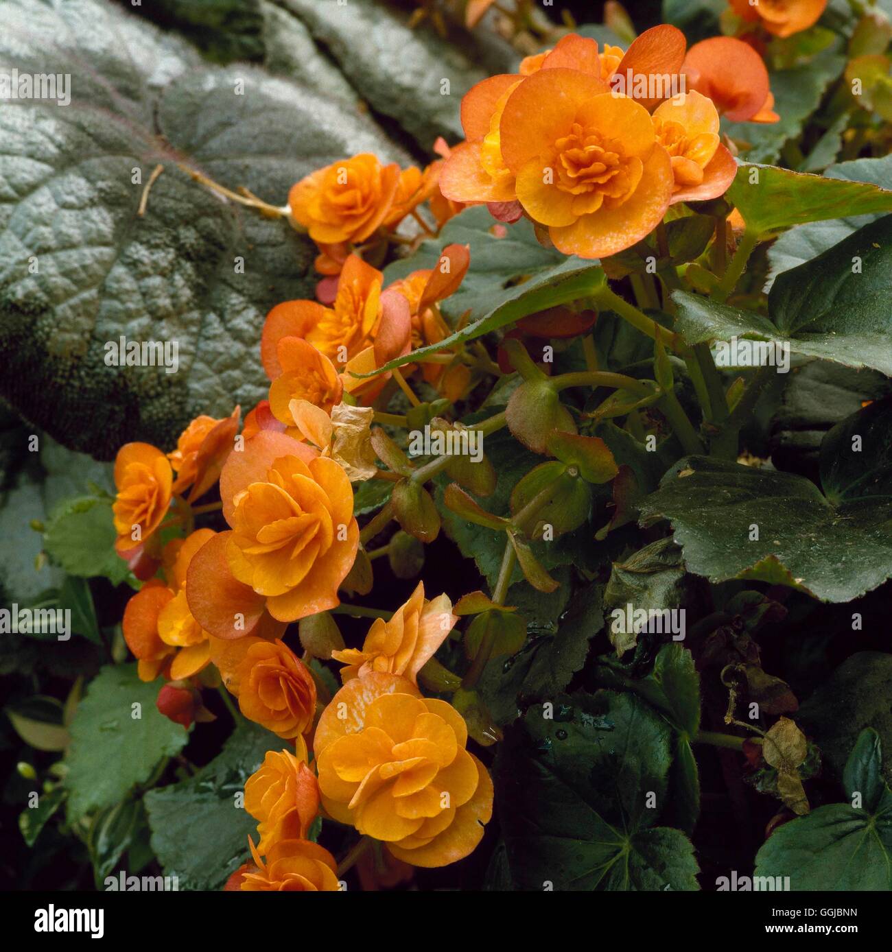 Begonia x hiemalis - Elator Begonia   HPS058130 Stock Photo