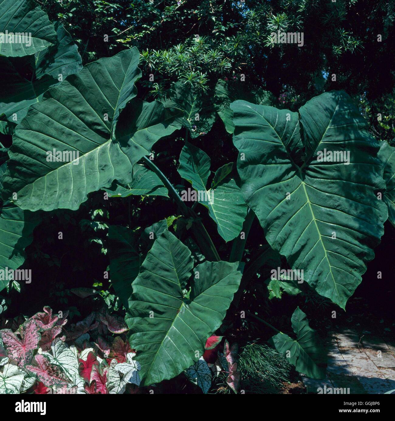 Xanthosoma robustum Elephant's Ear HPS060751 Stock Photo Alamy