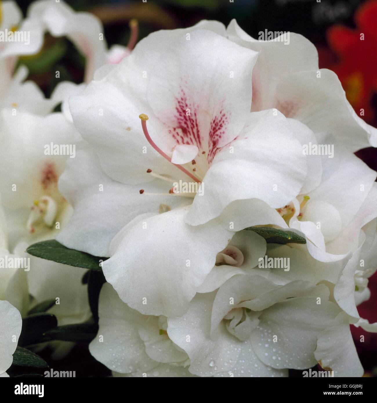 Azalea stellamaris close up white closeup rhododendron hps075795 hps075795  hi-res stock photography and images - Alamy