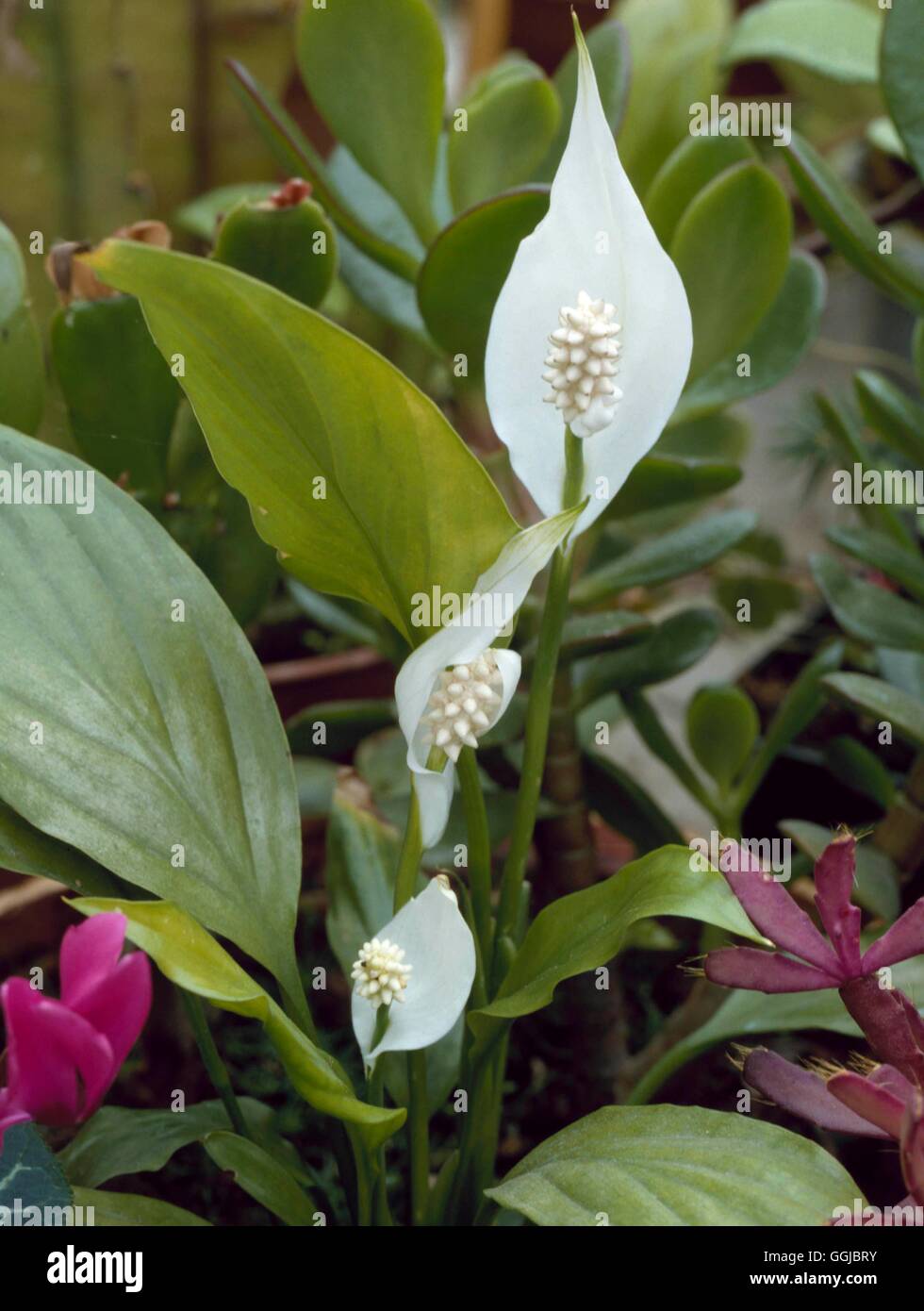 Spathiphyllum wallisii - Peace Lily   HPS079014 Stock Photo