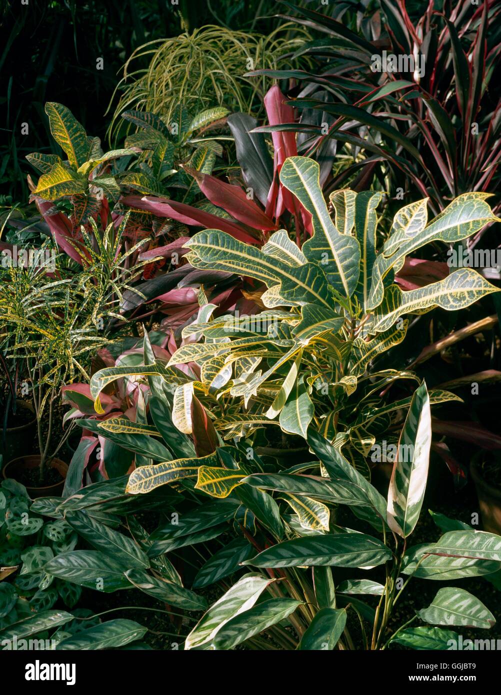 Houseplants - Mixed - Foliage plants including Maranta  Codiaeum  Ctenanthe and Dracaena   HPS080973  Compulsory Credi Stock Photo