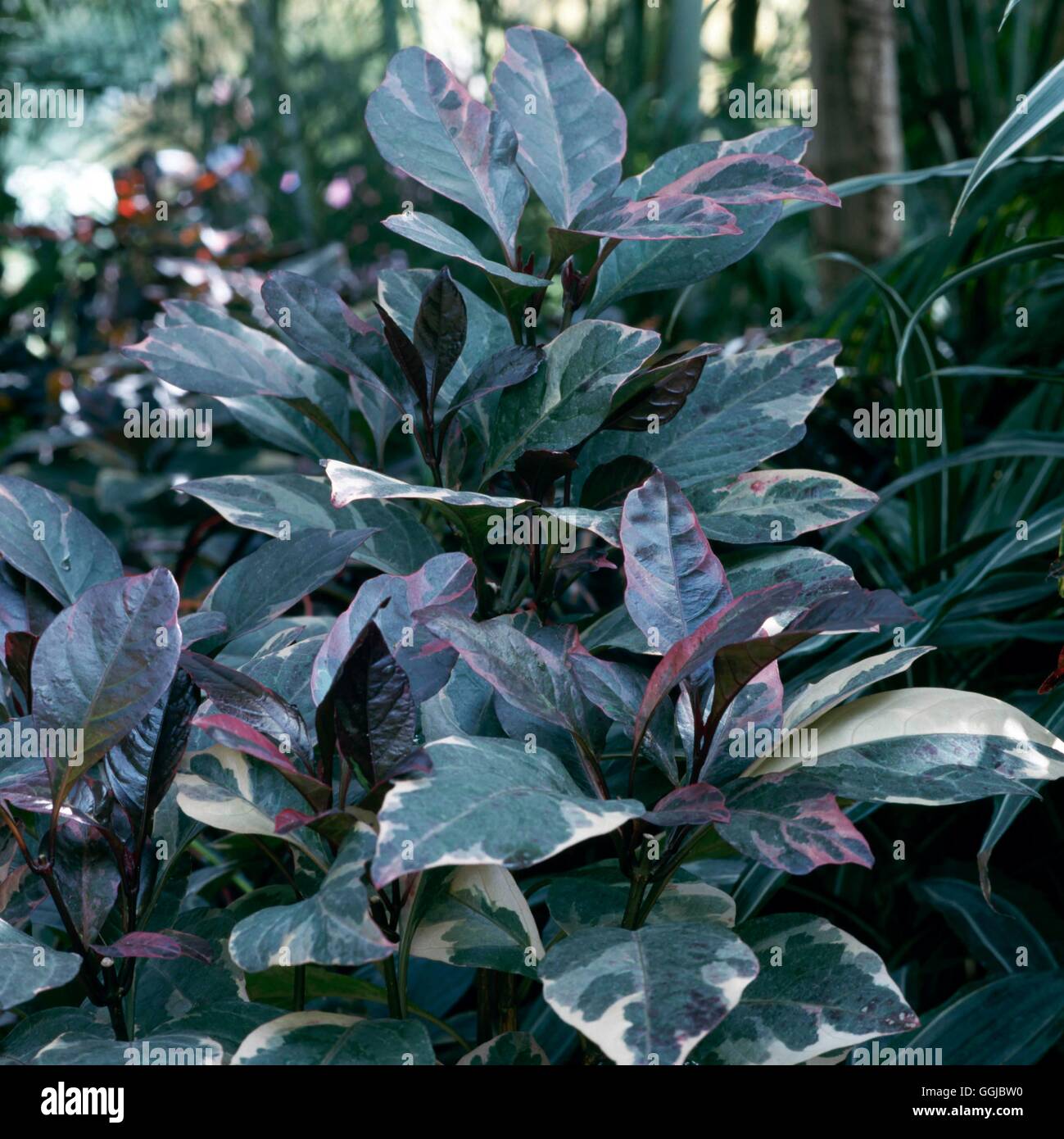 Pseuderanthemum atropurpureum - 'Tricolor'   HPS085460 Stock Photo