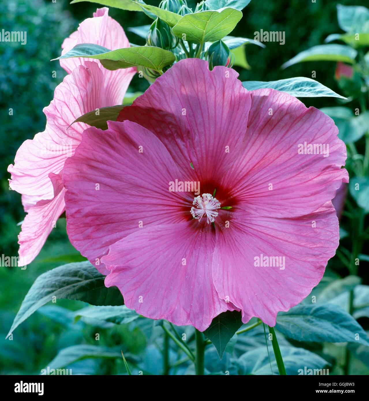 Hibiscus moscheutos - 'Disco Belle'   HPS085714 Stock Photo