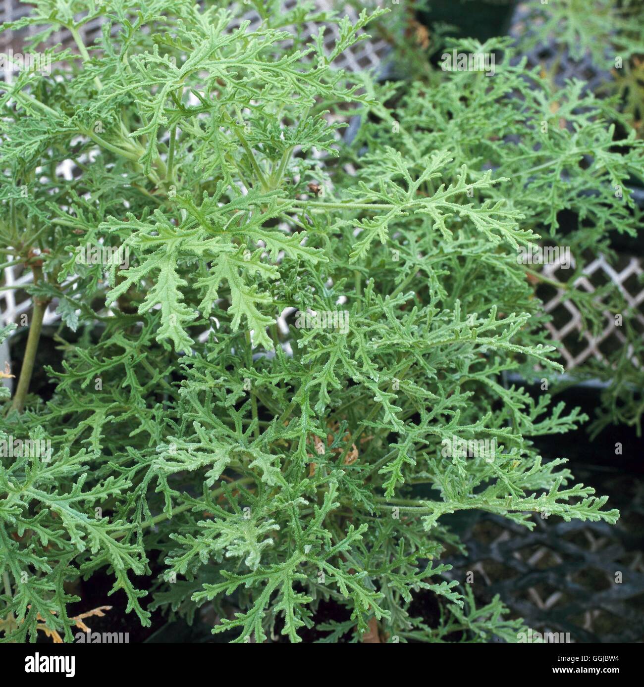 Pelargonium radens - (Scented)   HPS085565 Stock Photo