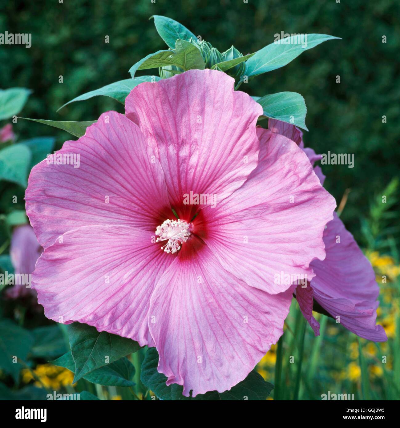 Hibiscus moscheutos - 'Disco Belle'   HPS085715 Stock Photo