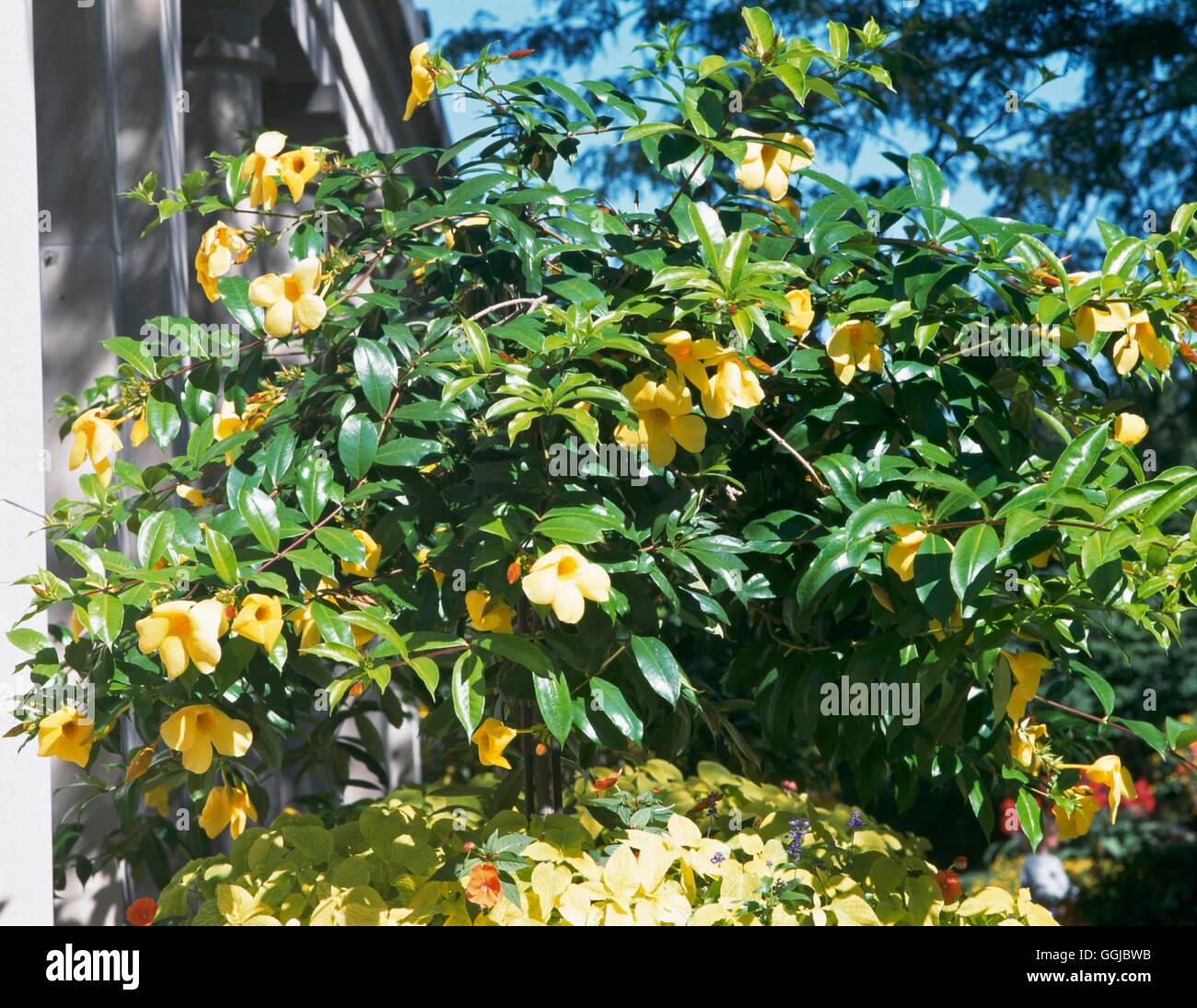 Allamanda cathartica - 'Hendersonii' AGM   HPS091517 Stock Photo