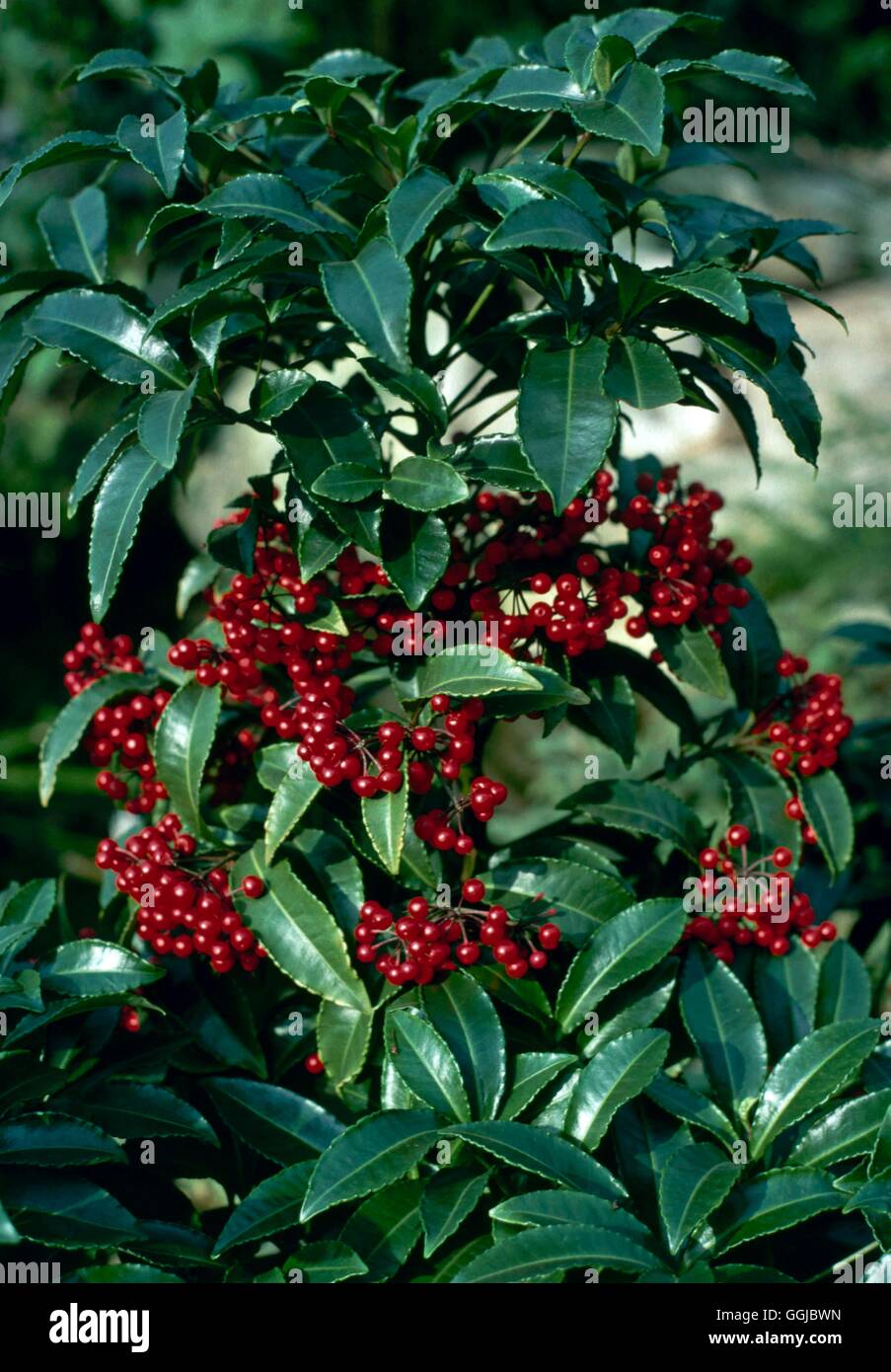 Ardisia crenata - Coral Berry (Photographer: RG)'''''   HPS092890  /Photos' Stock Photo