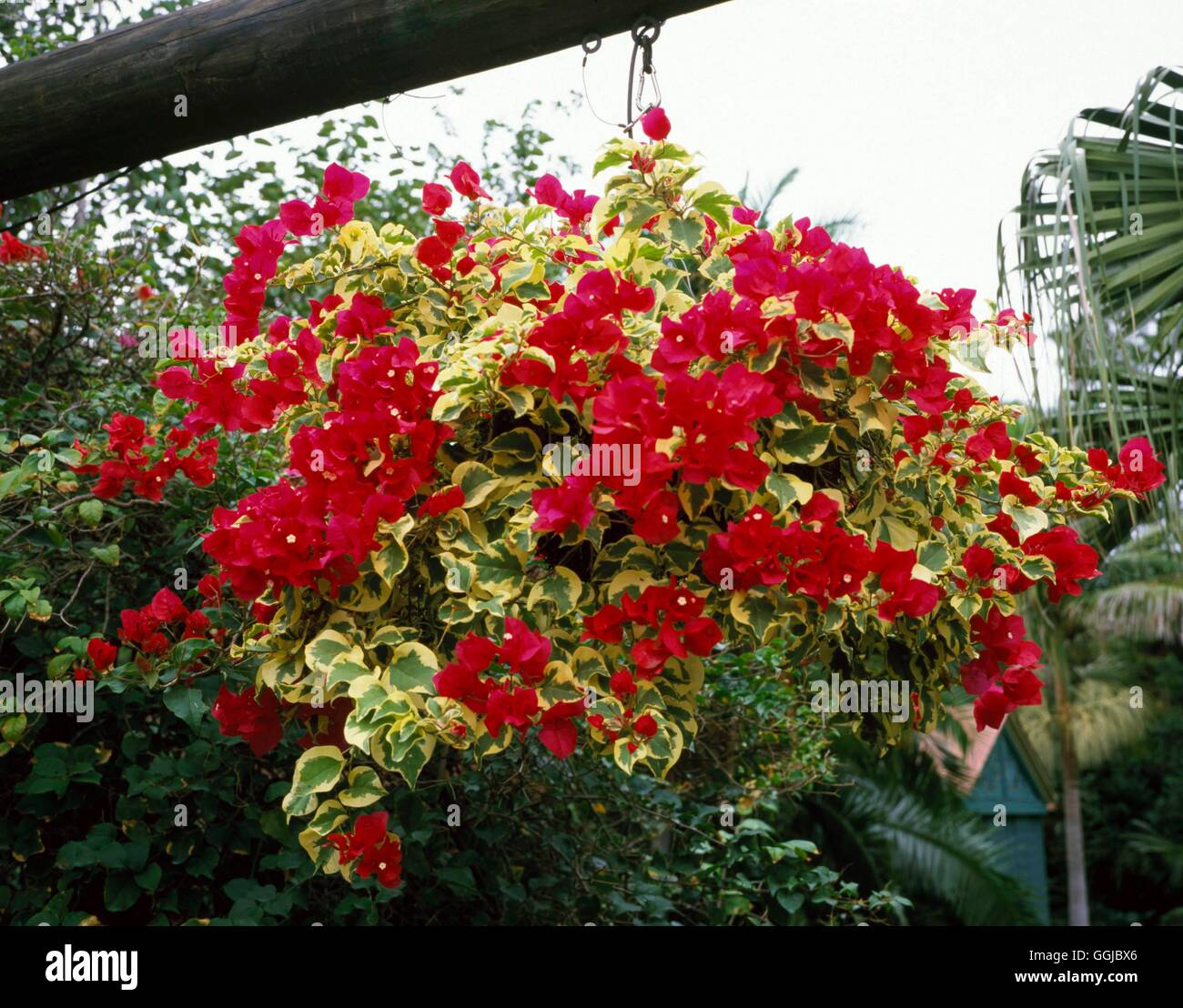 Bougainvillea growing in a hanging basket in Florida HPS099869