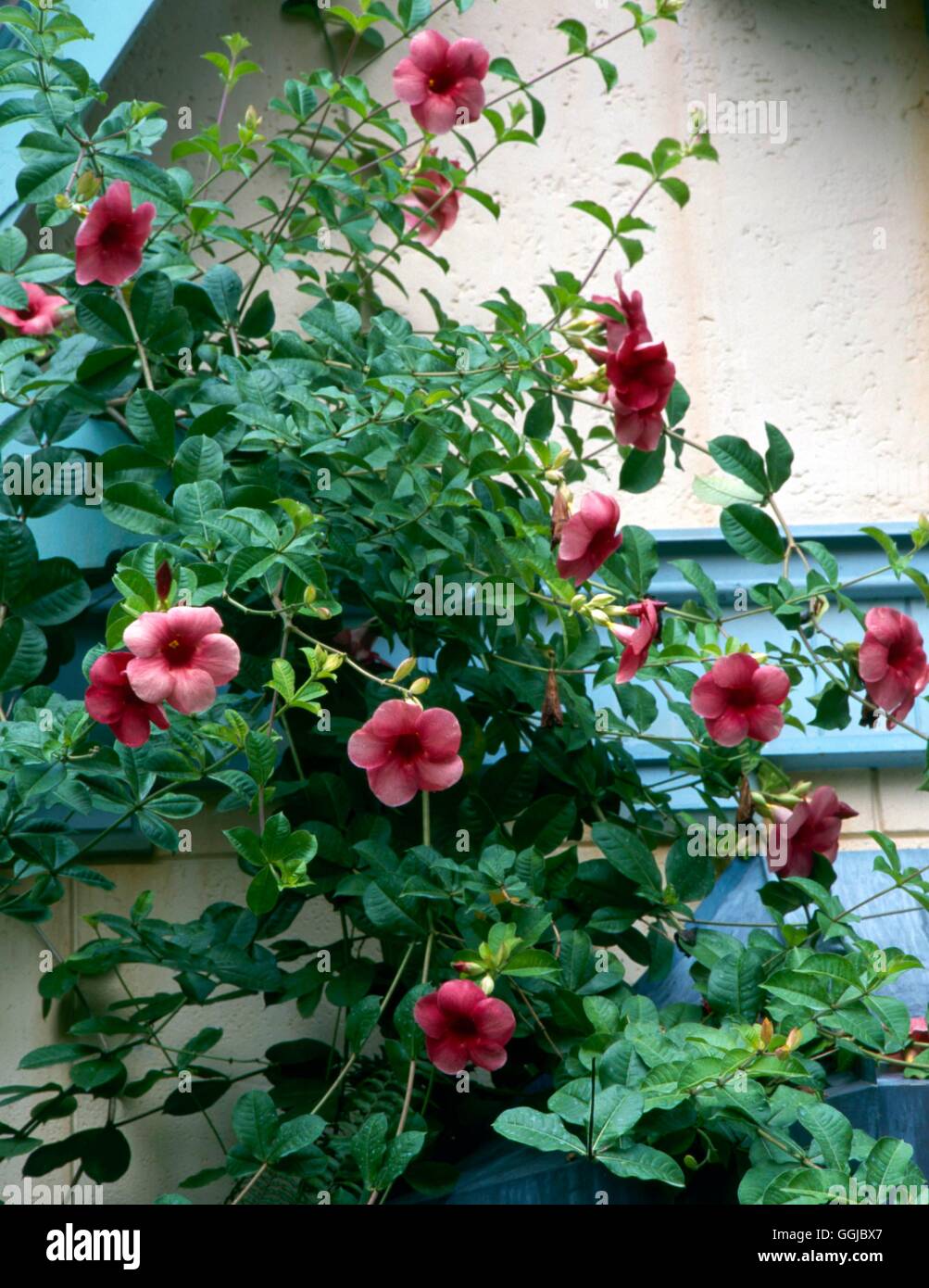 Allamanda 'Cherry's Jubilee' HPS099888 Stock Photo Alamy