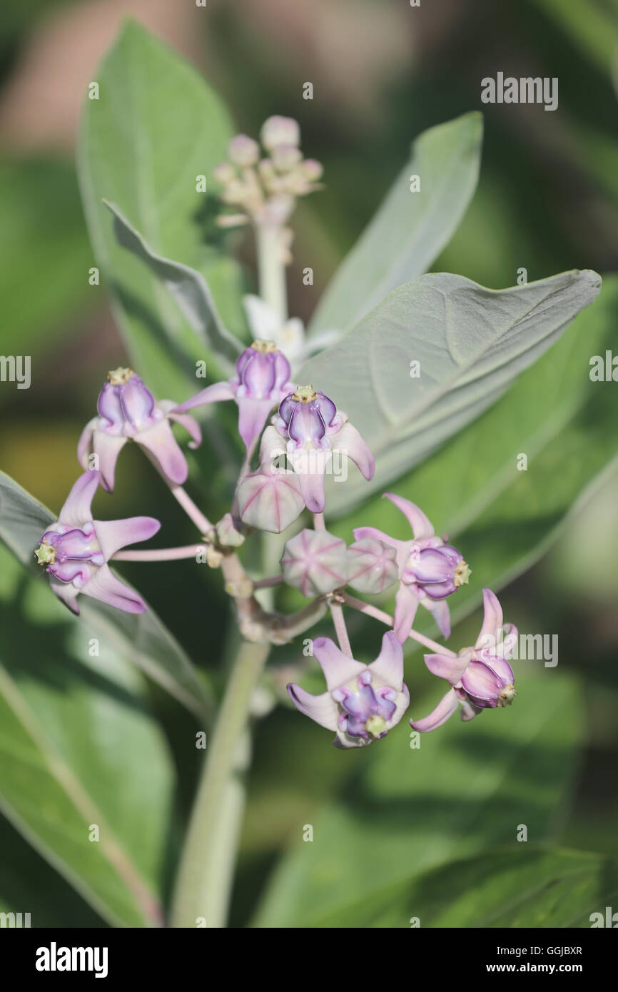 Calotropis gigantea or crown flower and bloom on tree in the garden. Stock Photo