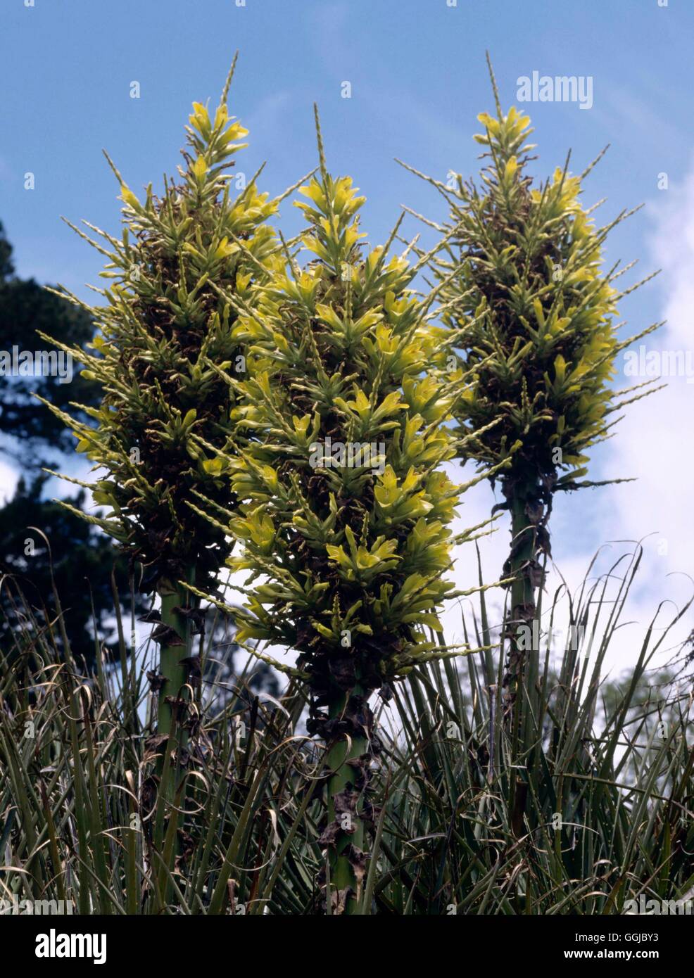 Puya chilensis   HPS106172 Stock Photo