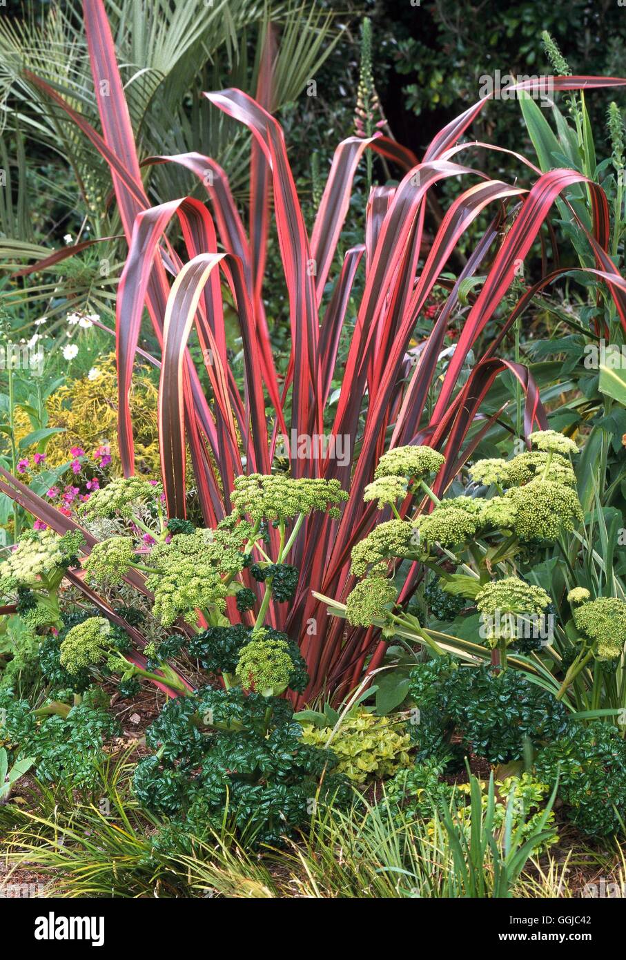 Angelica pachycarpa hi-res stock photography and images - Alamy