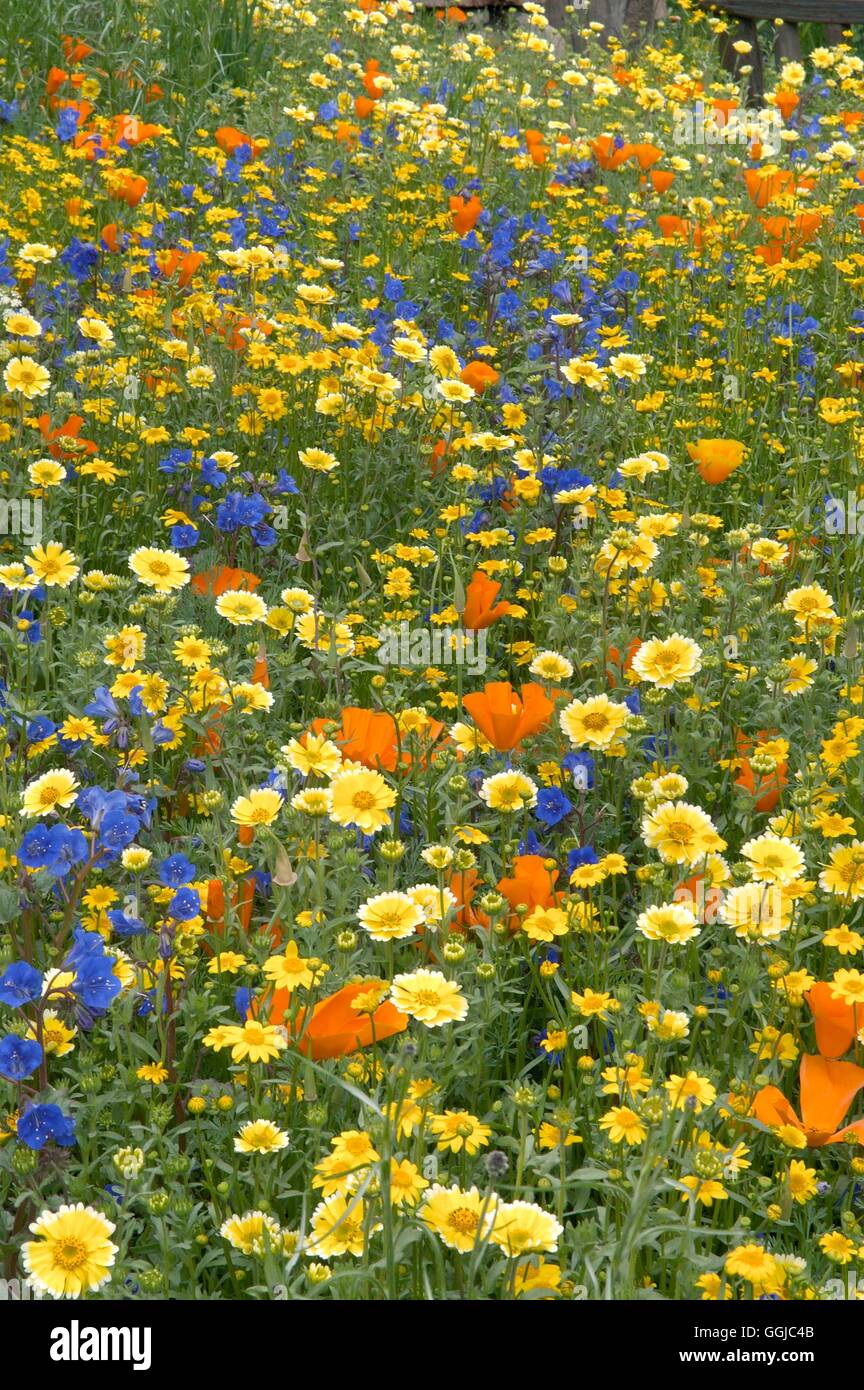 Annuals - Mixed- Cornflowers  Corn Marigolds  Californian Poppies   MIW250021     Photos Horticultur Stock Photo