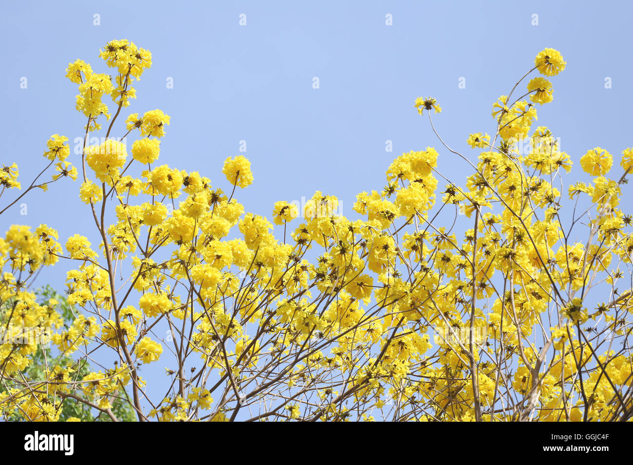 Tabebuia spectabilis flower or Yellow tabebuia flower bloom on tree in the garden,Tropical yellow flowers a species from India. Stock Photo