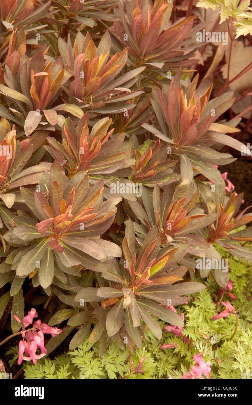 Euphorbia- 'Blackbird'   MIW250047 Stock Photo