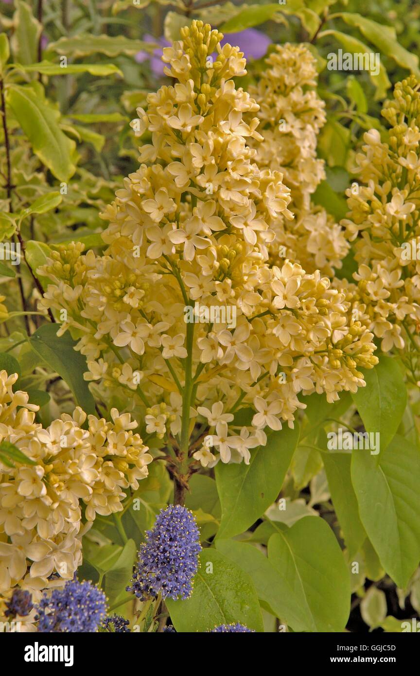 Syringa vulgaris- 'Primrose'   MIW250049 Stock Photo