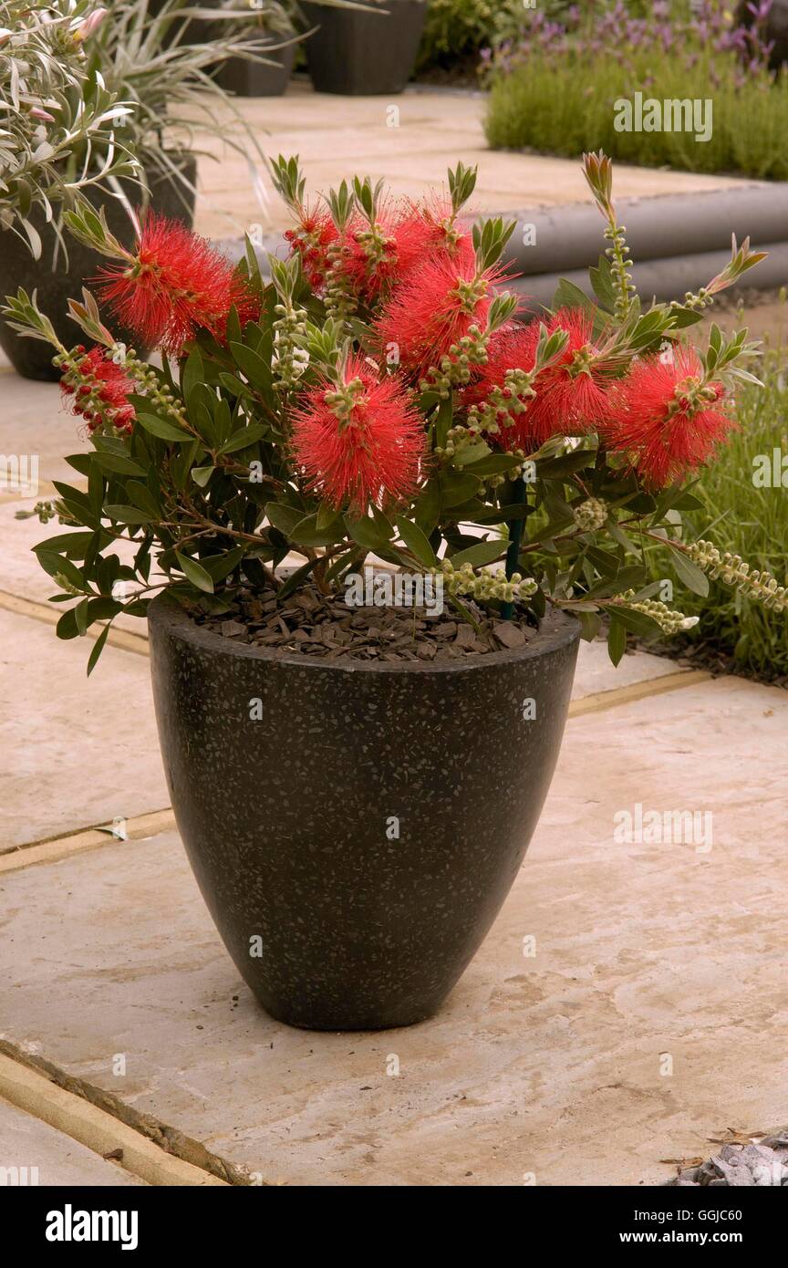 Container - Shrub- - Callistemon citrinus 'Splendens' AGM   MIW250061  /Photo Stock Photo