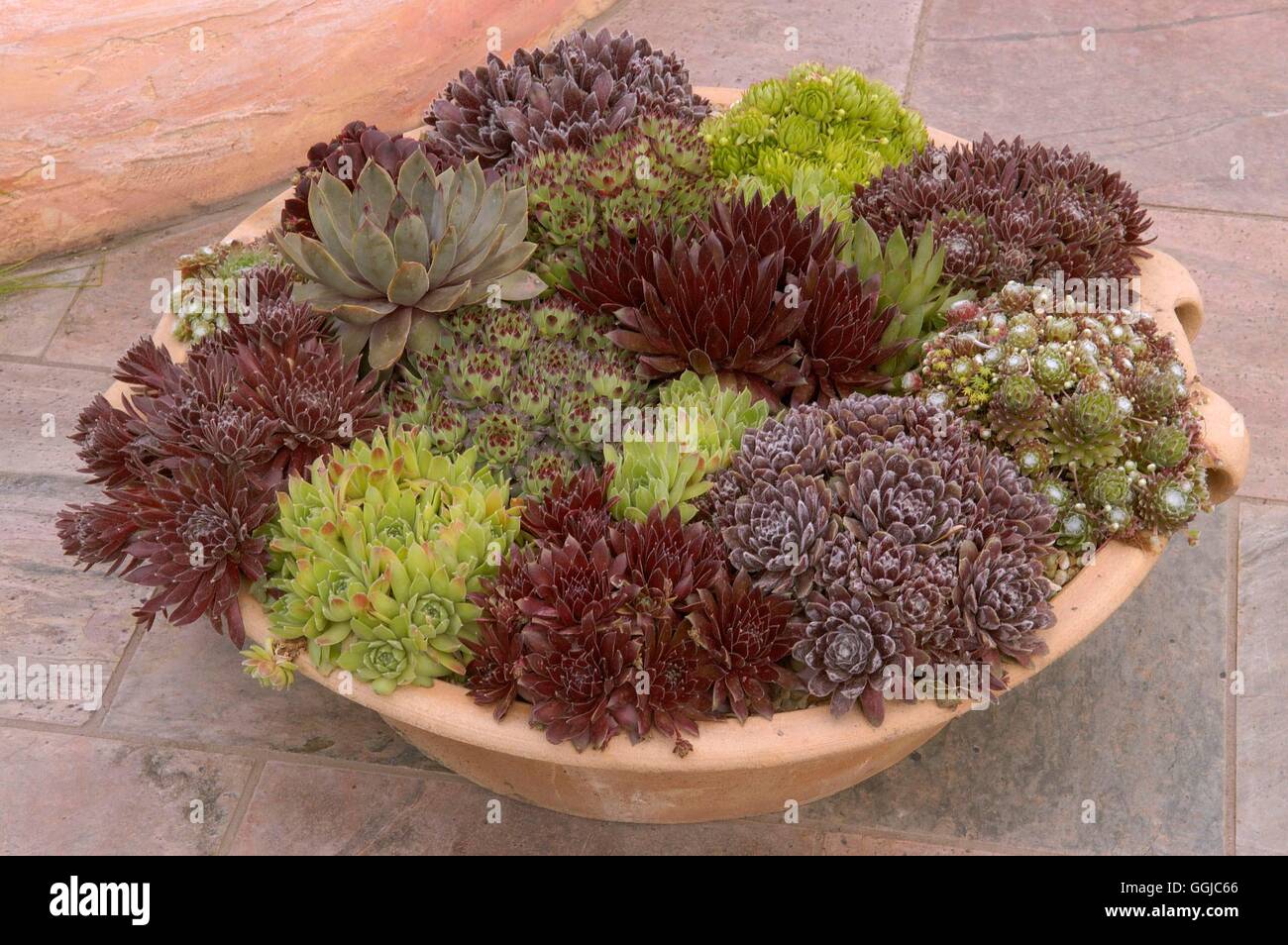 Container - Succulents   MIW250066 Stock Photo