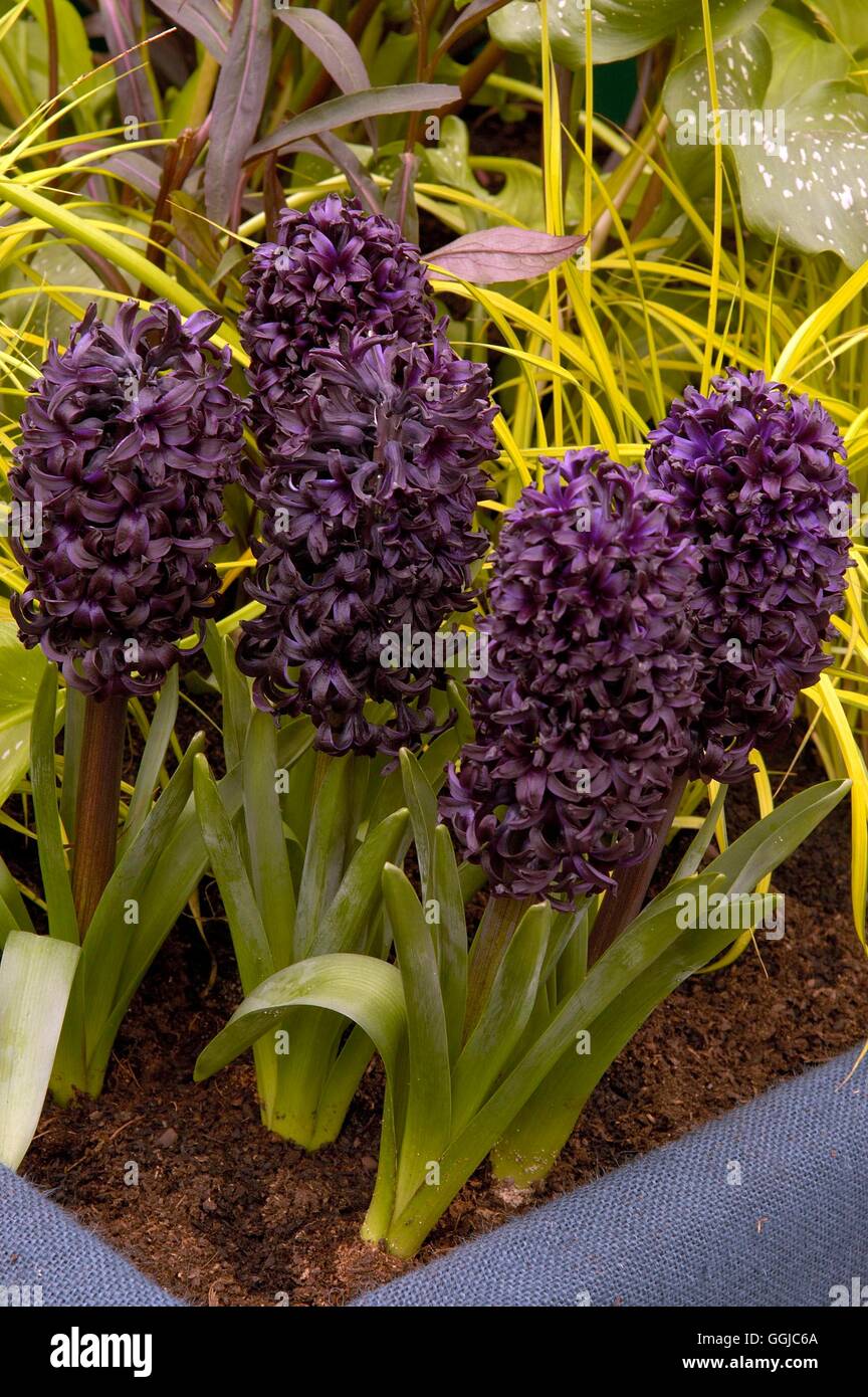 Midnight mystique hyacinth hi-res stock photography and images - Alamy
