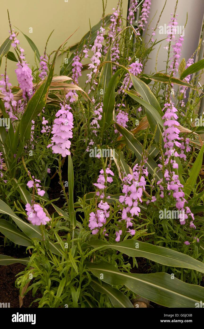 Striga hermontheca- - (Parasitic Plant)   MIW250070 Stock Photo