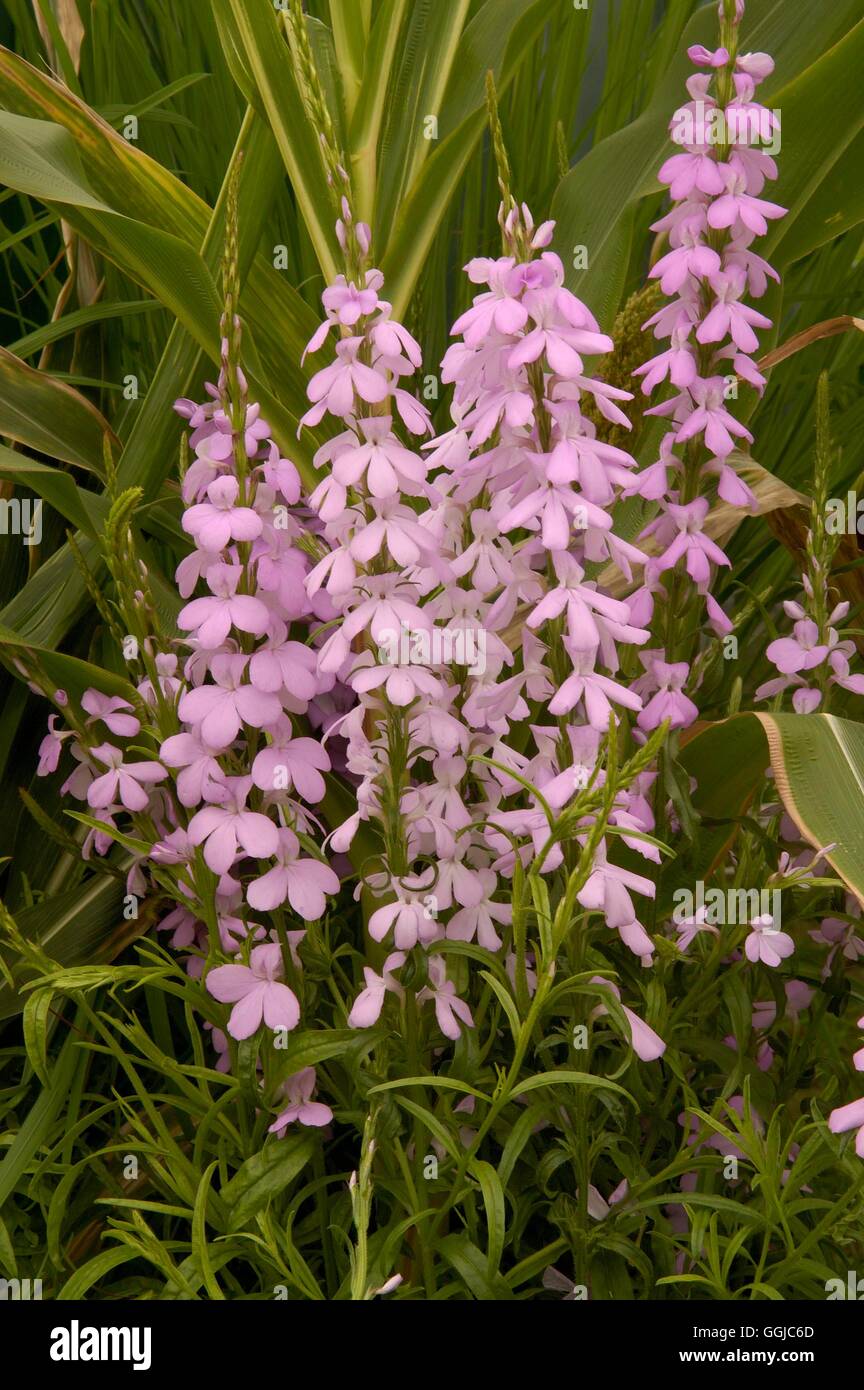 Striga hermontheca- - (Parasitic plant)   MIW250072 Stock Photo